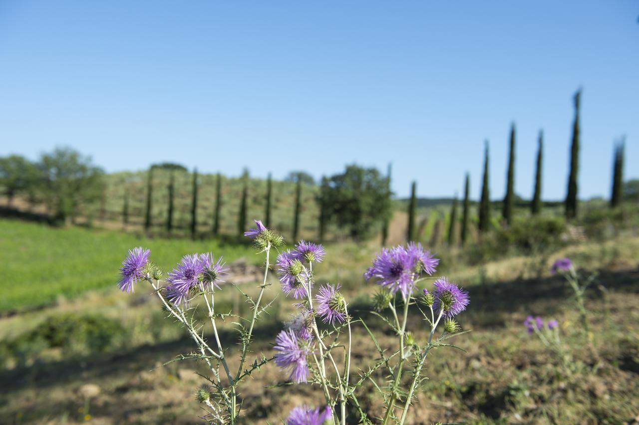 La Pesta Agriturismo Poggio Corbello מראה חיצוני תמונה