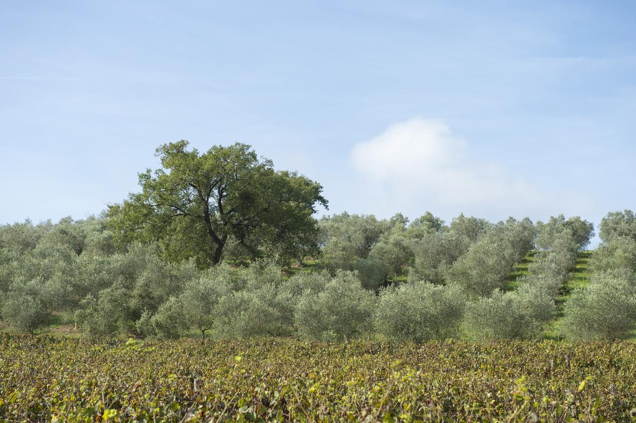 La Pesta Agriturismo Poggio Corbello מראה חיצוני תמונה